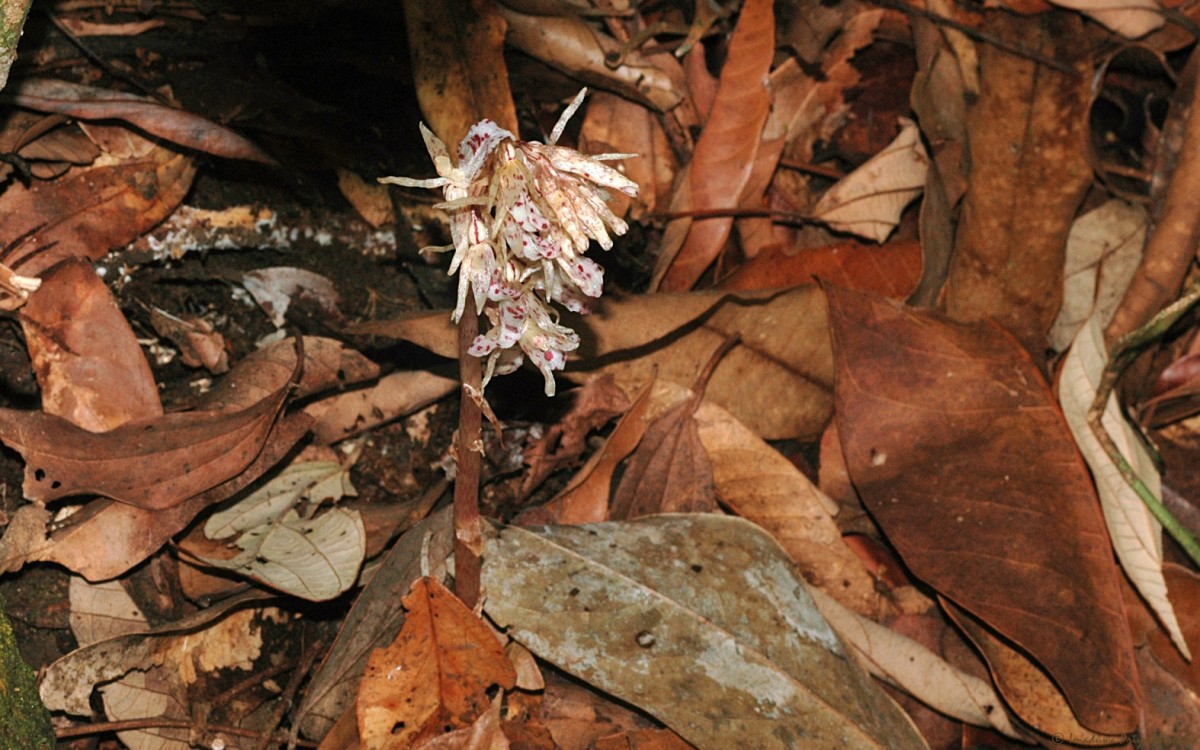 Epipogium roseum (D.Don) Lindl.